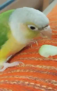 گرینچیک