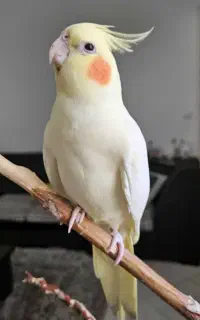 عروس هلندی