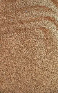 بذر یونجه