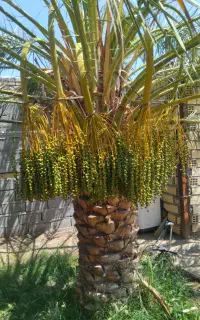درخت بندی