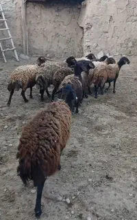 ۱۰ عدد گوسفنده ماده هترو