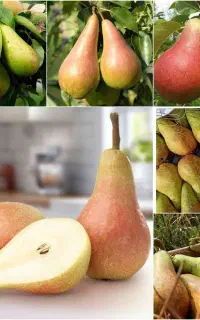 کود گرانول باغچه کامل