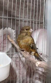قناری نر سوخته
