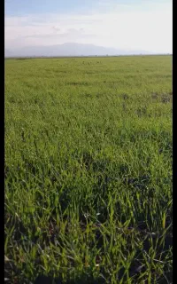 کارگر نشا