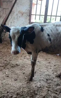 گوساله نر