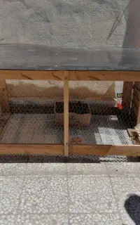 قفس مرغ و خروس،بلدرچین