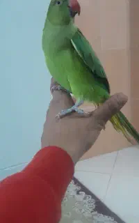 ملنگو ۱۱ ماه نر به شرط. معاوضه با موتور