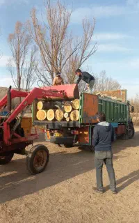 خریدانواع درخت وچوب صنوبرقلمه چناربیدسوعود.گردوخشک