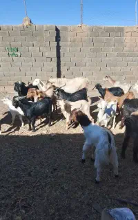بز قاله نر وبز سانن