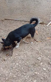 سگ پاکوتاسه عدد