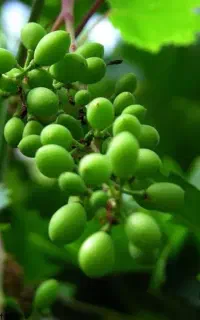 غوره