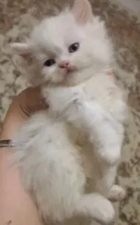 گربه نژاد دار خاص فقط 13تومن