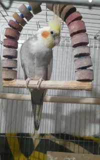 عروس هلندی نر  با ۲ جوجه یک ماهه