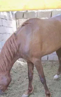 نژاد اصیل