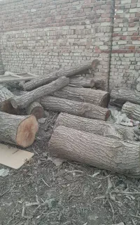برش چوب وهرس خرید چوب