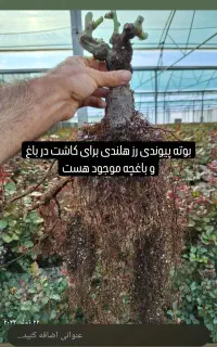 بوته گل رز