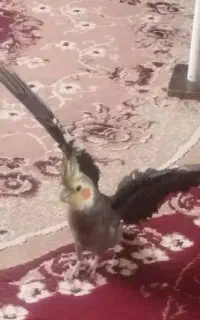 گمشده
