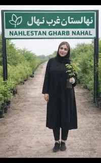 فروش نهال پسته زیتون صنوبر کبوده زردالونوری گلدانی