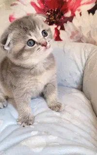 رزروی بلو گلد ay25و ay11 نر