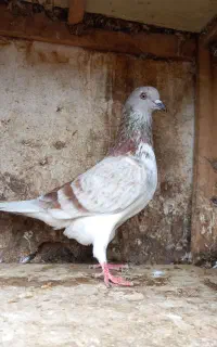 کبوتر
