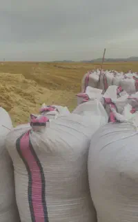 کاه دیم