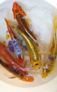 ماهی کوی و گلدفیش