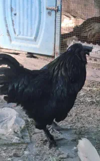 خروس ایام سمانی