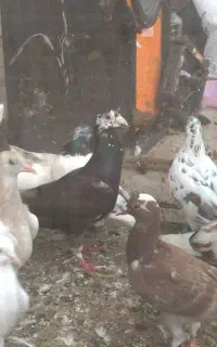 کبوتر