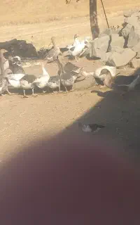 غاز و اردک روسی