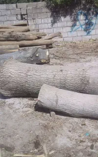 چوب. گردو