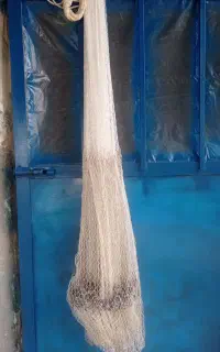 تور بچه ماهی