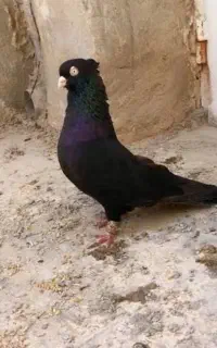 چند عدد کبوتر زاغ و شهری