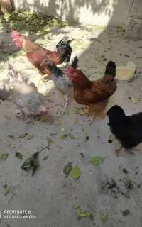 مرغ و خروس