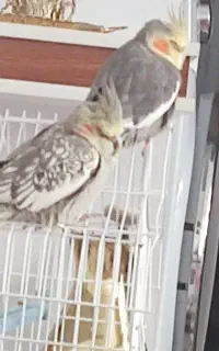 گم شدن عروس هلندی خاکستری