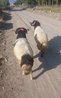 قوچ پر گوشت