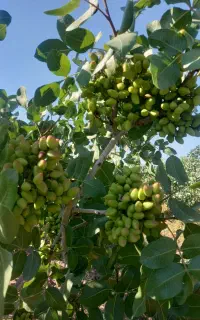 پیوندک پسته
