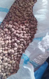 لوبیا بذر ی بوجاری شده غفار وبذری تلاش