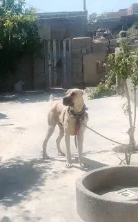 سگ سرابی گله ای و نگهبان