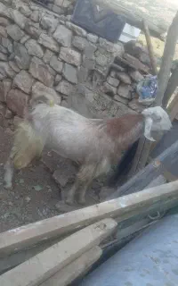 فروش 2بزپاکستانی نروماده.و2بزعربی نروماده