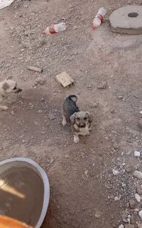 سگ‌پاپی