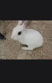 خرگوش هلندی
