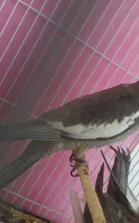 جوجه عروس هلندی