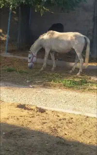 مادیون نیله با کره ماده سه ماهه