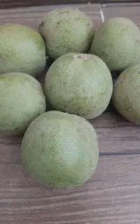 گردو