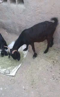 کهره3ماهه با بز