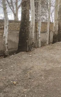 خریدار و فروش انواع چوب و