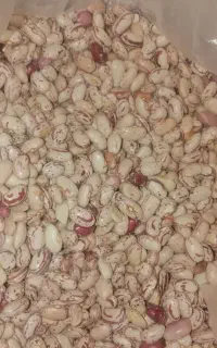 لوبیا