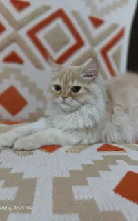 فروش گربه خانگی پرشین