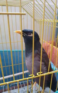 مرغ مینا سخنگو