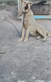 سگ ماده قیمت ۱۰تومن